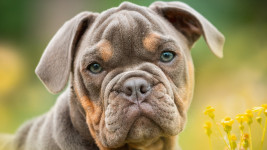 pes puppy